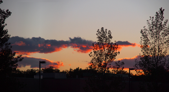 [The setting sun creates pink underbellies to the clouds as the tops of them are slate blue. This color can be seen through the branches of several trees in the foreground.]